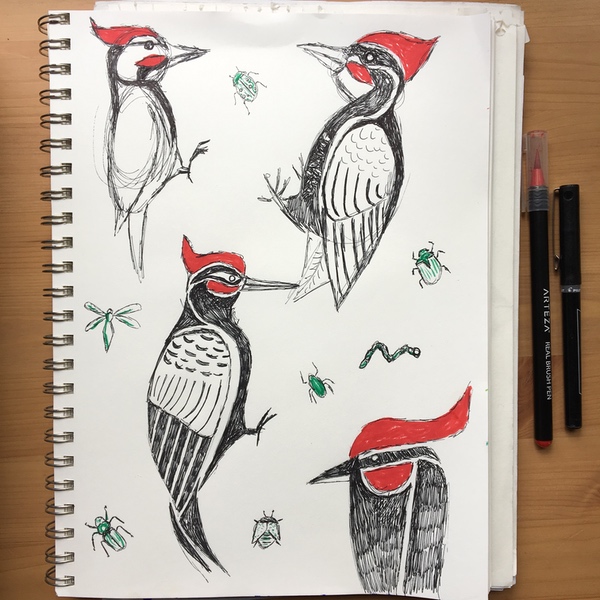 Woodpeckers in sharpie